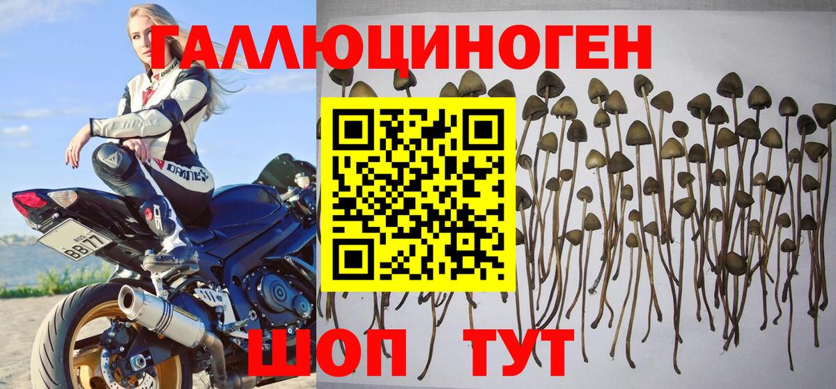 Галлюциногенные грибы Psilocybe Братск